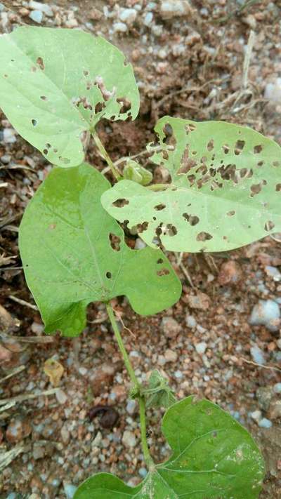 Flea Beetles - Bean