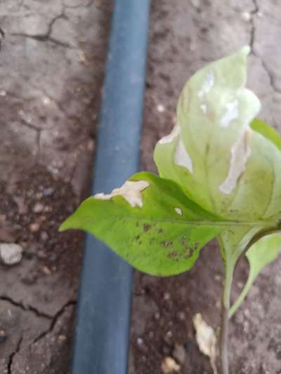 Sunburn - Capsicum & Chilli