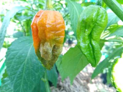 Sunburn - Capsicum & Chilli