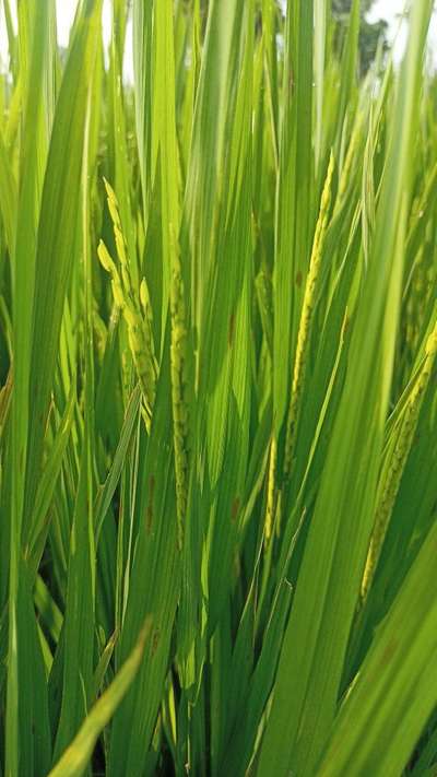 Narrow Brown Leaf Spot of Rice - Rice