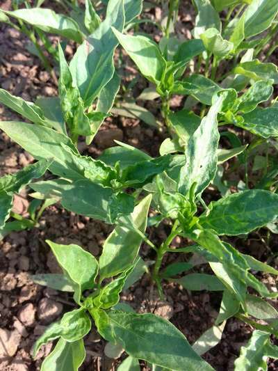 Thrips - Capsicum & Chilli