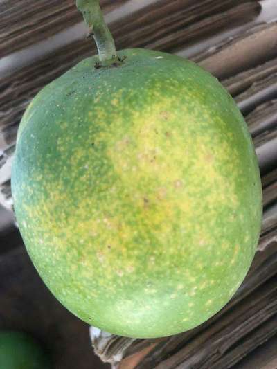 Spider Mites - Mango