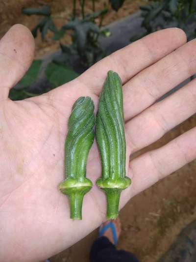 Boron Deficiency - Okra