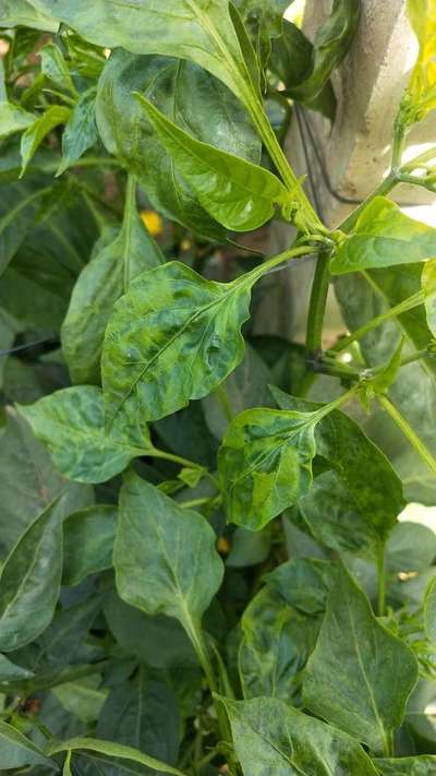 Cucumber Mosaic Virus of Pepper - Capsicum & Chilli