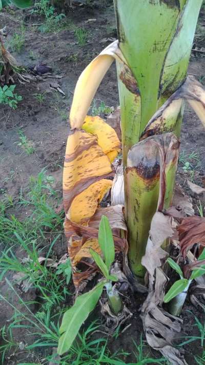 ಹಳದಿ ಹಗೂ ಕಪ್ಪು ಸಿಗಾಟೋಕ - ಬಾಳೆಹಣ್ಣು