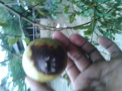 ডালিমের ফোস্কা রোগ - ডালিম