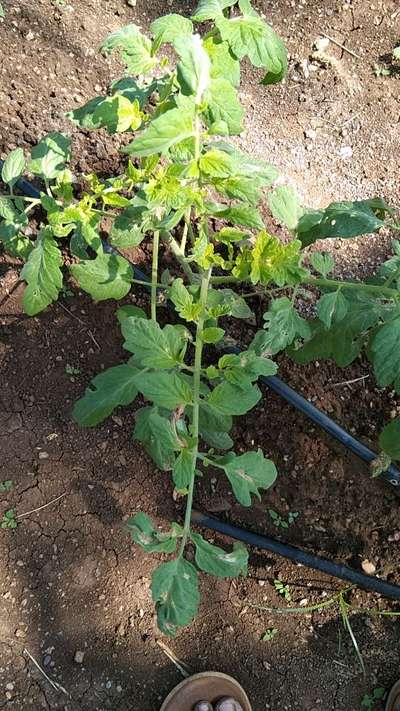 ಬಿಳಿ ನೊಣಗಳು - ಟೊಮೆಟೊ