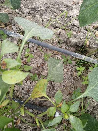 Powdery Mildew of Pepper - Capsicum & Chilli