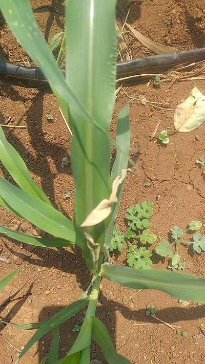 Violet Stem Borer - Sorghum