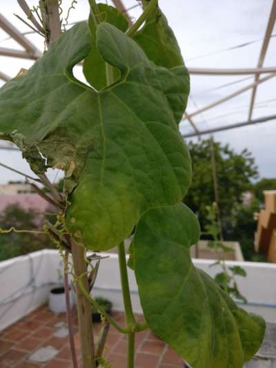 Gummy Stem Blight of Cucurbits - Cucumber