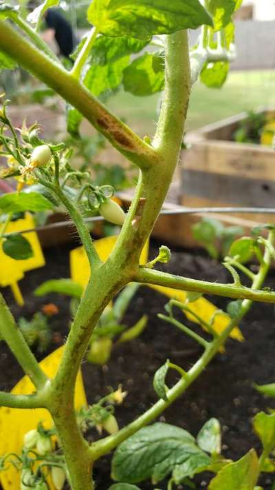 Stem Rot of Tomato - Tomato