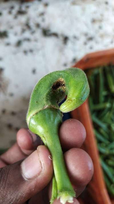 Boron Deficiency - Brinjal