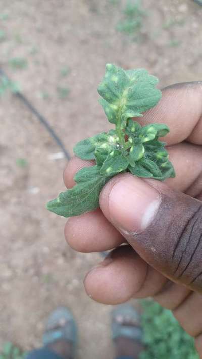 Boron Deficiency - Tomato