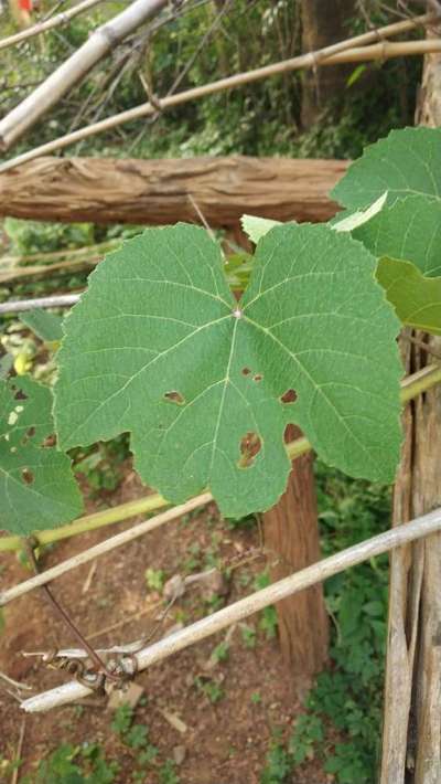 Vine Flea Beetle - Grape