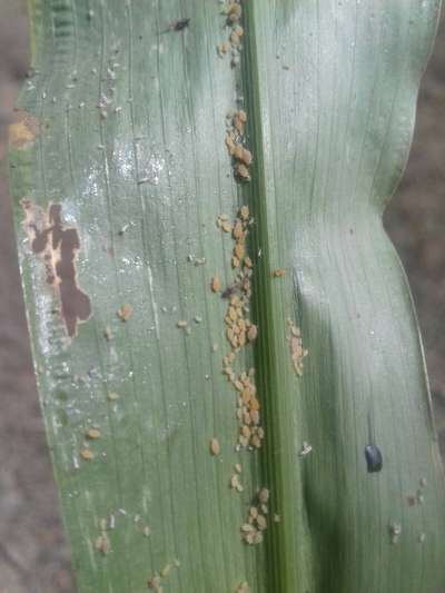 Aphids - Sorghum