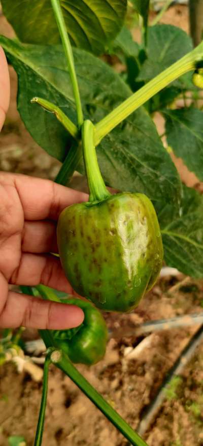 Alternaria Black Spot and Fruit Rot - Capsicum & Chilli