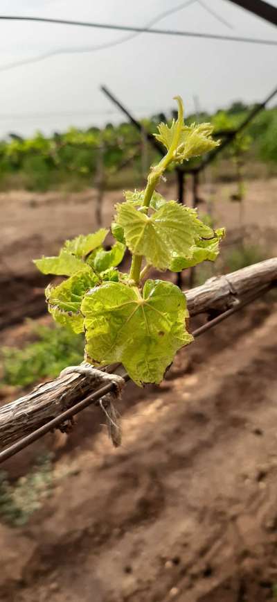 Potassium Deficiency - Grape