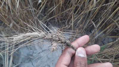 Karnal Bunt of Wheat - Wheat