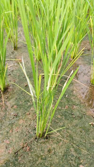 Nitrogen Deficiency - Rice