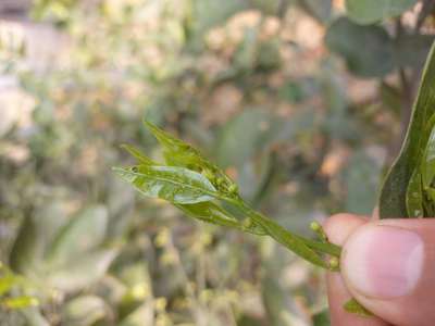 Citrus Psyllid - Citrus