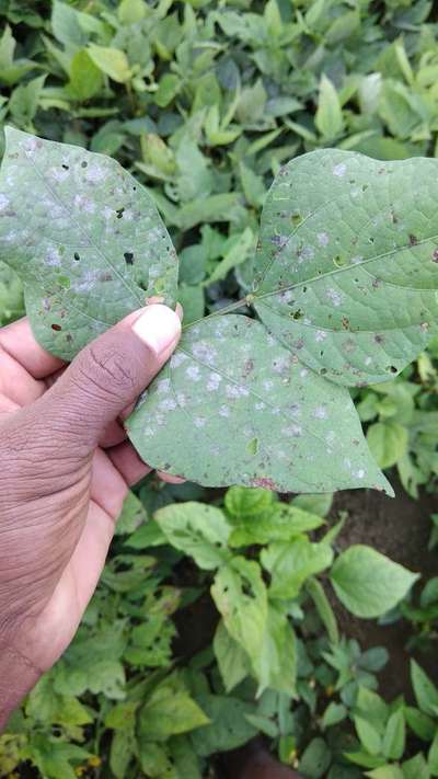 Powdery Mildew - Black & Green Gram