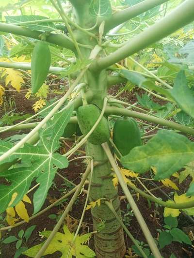 Ring Spot Virus - Papaya