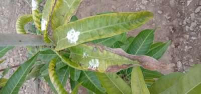 ಪೊಟ್ಯಾಸಿಯಮ್  ಕೊರತೆ - ಮಾವು