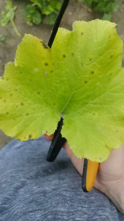 Anthracnose of Cucurbits - Zucchini