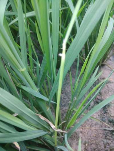 ವೈಟ್ ಬ್ಯಾಕ್ಡ್ ಪ್ಲಾನ್ಟ್ ಹಾಪರ್ - ಭತ್ತ