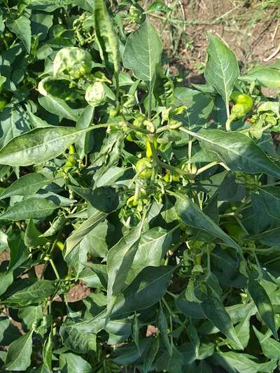 Whiteflies - Capsicum & Chilli