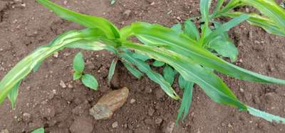 Magnesium Deficiency - Maize