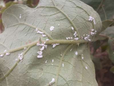 மாவுப்பூச்சி - கத்திரிக்காய்