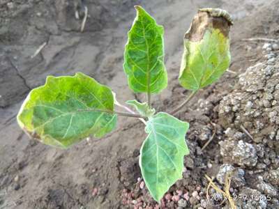 Leafhoppers and Jassids - Brinjal