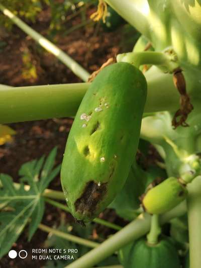 Anthracnose of Papaya and Mango - Papaya