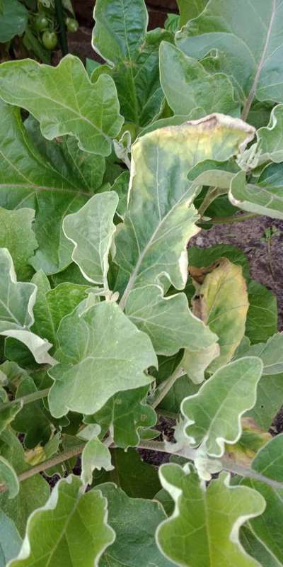 Tobacco Mosaic Virus - Brinjal