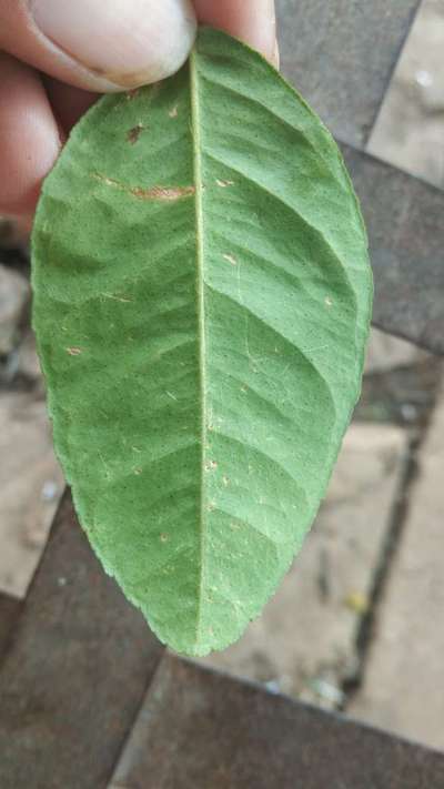 साइट्रस पर हवा से क्षति - सिट्रस (नींबू वंश)