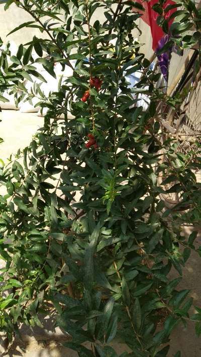 Boron Deficiency - Pomegranate