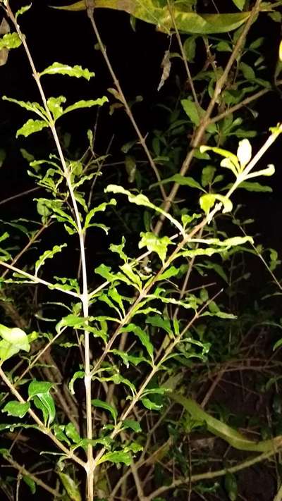ছাতরা পোকা - ডালিম