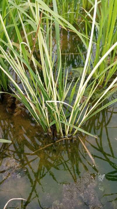 Leaf Variegation - Rice