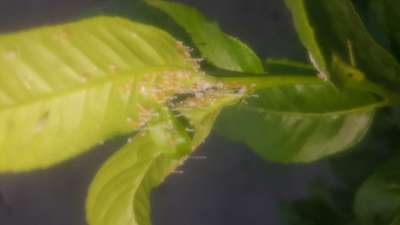 Citrus Psyllid - Citrus