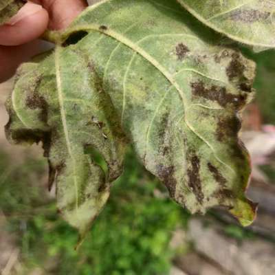 Cotton Leafhopper Jassids - Cotton