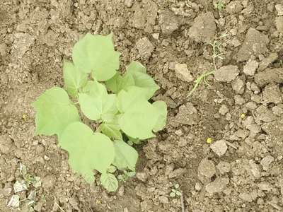 Nitrogen Deficiency - Cotton