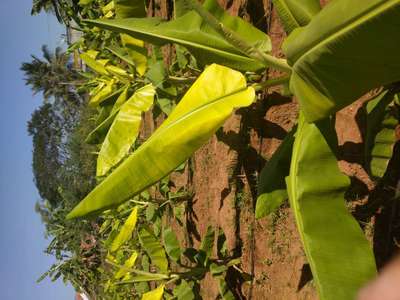 Nitrogen Deficiency - Banana