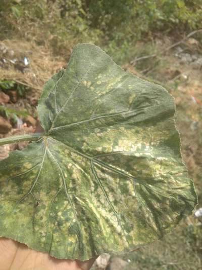 Downy Mildew of Cucurbits - Pumpkin