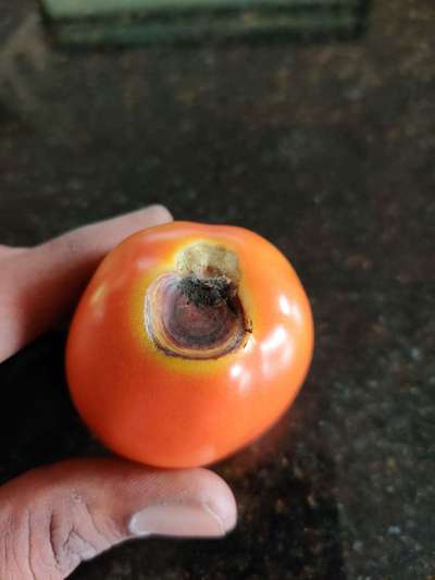 Blossom End Rot - Tomato