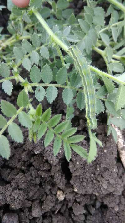 Beet Armyworm - Chickpea & Gram