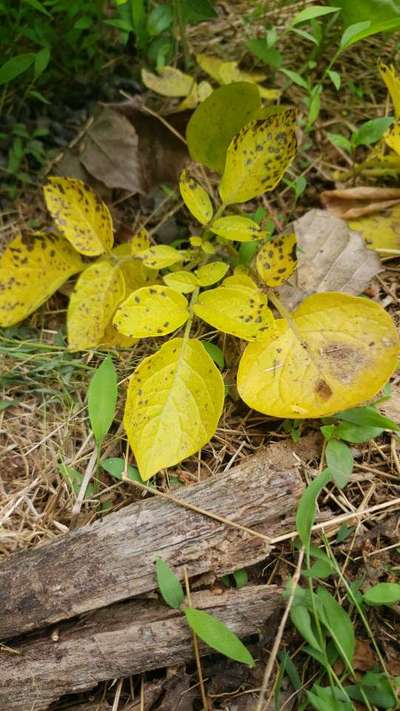 Early Blight - Potato