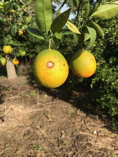 Mouche méditerranéenne des fruits - Agrumes