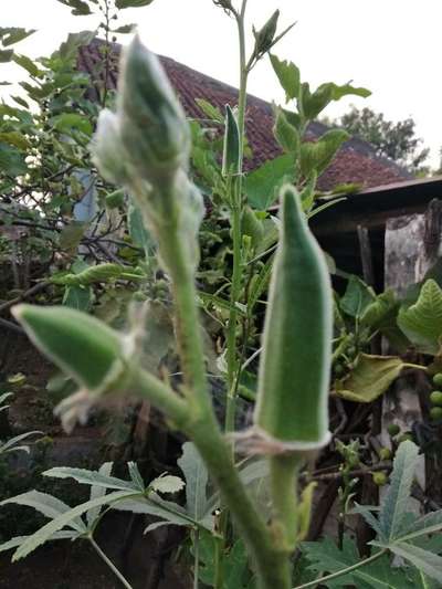 Thrips - Okra