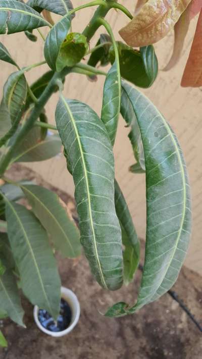 Nitrogen Deficiency - Mango